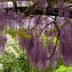 10 Fast-Growing Vines to Transform Your Landscape Quickly