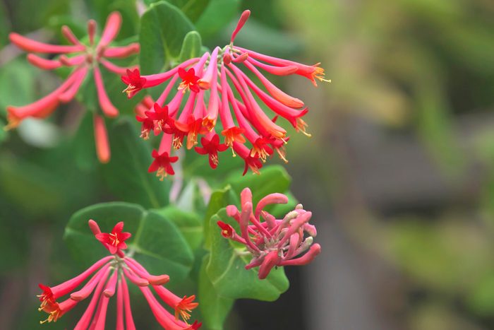 "Major Wheeler" Coral Honeysuckle blossoms (Lonicera sempervirens) with copy space.