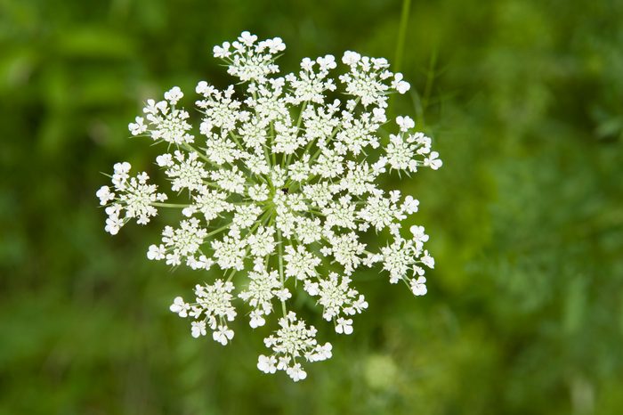Queen Anne's Lace
