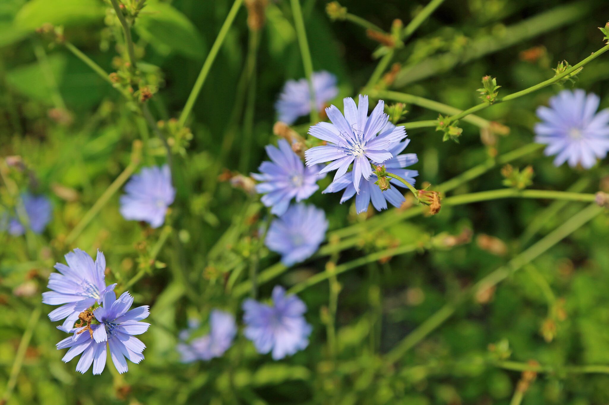 12 Weeds That Are Actually Attractive