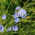 12 Weeds That Are Actually Attractive