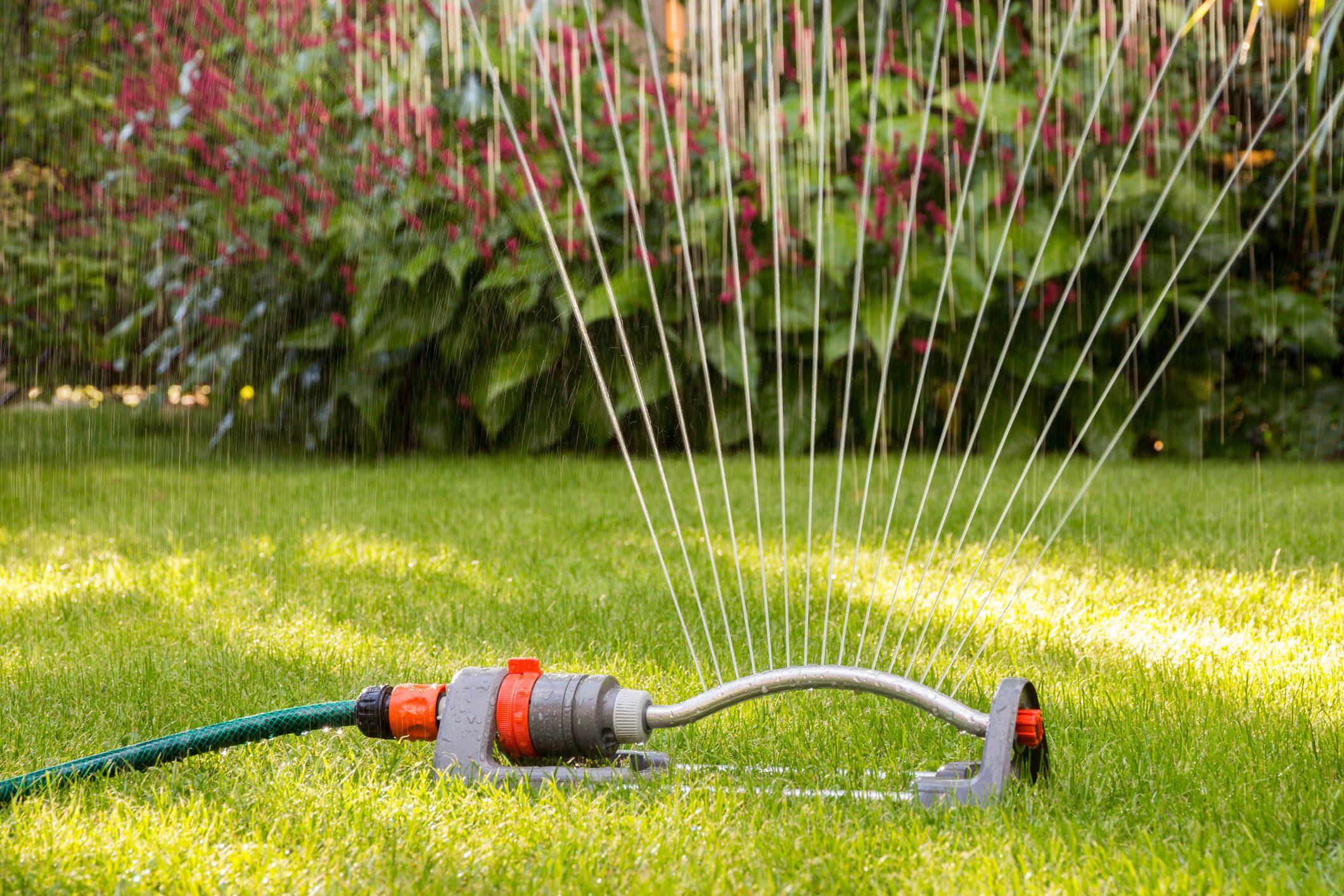 Here’s How Much Water Your Grass Really Needs