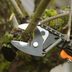 The Best Time to Prune Trees for Healthy Growth