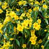 Warning: This Native Vine Can Harm Your Dogs and Cats