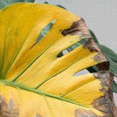 Monstera Health Check: Signs Your Plant Is Sick