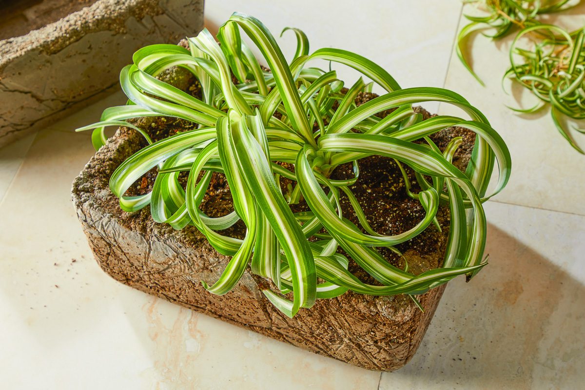 Hypertufa Planter